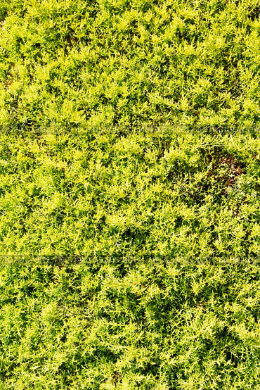     plant     pine needles color and nature  background. Стоковое фото, агентство Ingram Publishing / Фотобанк Лори