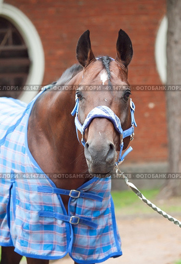  portrait of beautiful sportive horse  dressed in blue blanket and halter . Стоковое фото, агентство Ingram Publishing / Фотобанк Лори