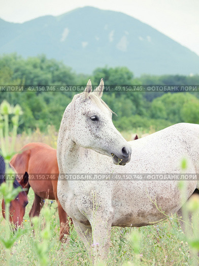  purebred speckle - gray arabian mare at the pasture. cloudy day. Стоковое фото, агентство Ingram Publishing / Фотобанк Лори