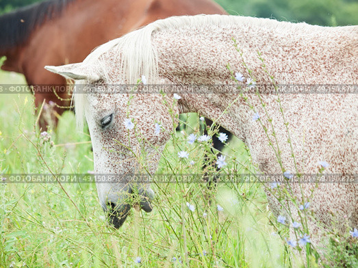  purebred speckle - gray arabian mare at the pasture. cloudy day. Стоковое фото, агентство Ingram Publishing / Фотобанк Лори