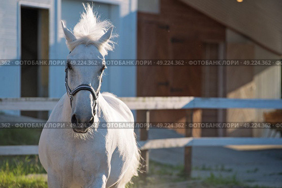  running Lipizzaner horse at stable background. Стоковое фото, агентство Ingram Publishing / Фотобанк Лори