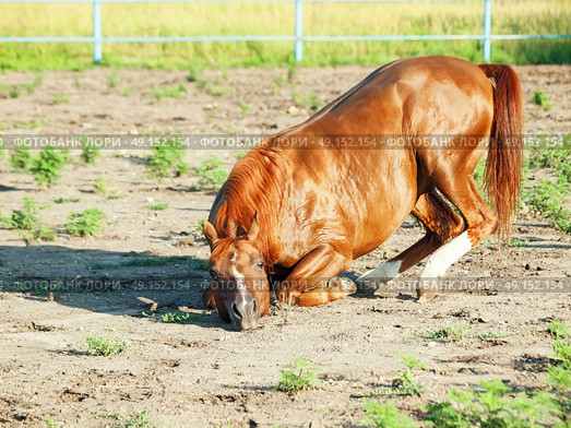  sorrel  arabian  horsenin paddock. Стоковое фото, агентство Ingram Publishing / Фотобанк Лори