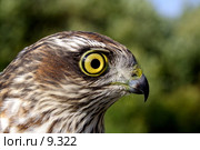 Молодая самка перепелятника (Accipiter nisus) Стоковое фото, фотограф Максим Антипин / Фотобанк Лори