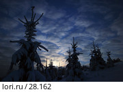 Лесной дозор. Стоковое фото, фотограф Андрей Явнашан / Фотобанк Лори
