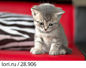 Котёнок задумался. Стоковое фото, фотограф Игорь Соколов / Фотобанк Лори