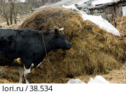 Корова на фоне стога. Стоковое фото, фотограф Дмитрий Доможиров / Фотобанк Лори