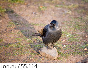 Галка и ее тень. Стоковое фото, фотограф Argument / Фотобанк Лори