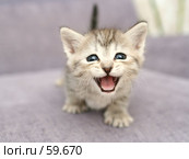 Взгляд маленького серого котенка с открытым ртом. Стоковое фото, фотограф Останина Екатерина / Фотобанк Лори