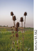 Ворсовальная шишка (Dispacus fullonum) Стоковое фото, фотограф Ларина Татьяна / Фотобанк Лори