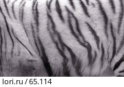 Белый тигр. Стоковое фото, фотограф Морозова Татьяна / Фотобанк Лори