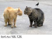Кошачьи разборки. Стоковое фото, фотограф Ермилова Арина / Фотобанк Лори