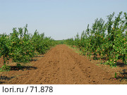 Фруктовый сад. Стоковое фото, фотограф Михаил Малышев / Фотобанк Лори