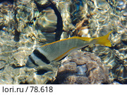 Чернополосый морской карась. Стоковое фото, фотограф Лифанцева Елена / Фотобанк Лори