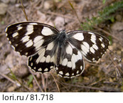 Пестроглазка Галатея (Melanargia Galathea L.) Стоковое фото, фотограф Вячеслав Потапов / Фотобанк Лори
