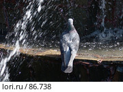 Голубь городской у фонтана. Стоковое фото, фотограф Alla Andersen / Фотобанк Лори