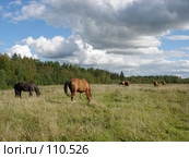 Пасущиеся лошади. Стоковое фото, фотограф Анастасия Некрасова / Фотобанк Лори