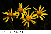 Senecio jacobea. Стоковое фото, фотограф Сергей Пристяжнюк (Serg Zastavkin) / Фотобанк Лори