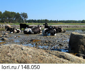 Коровы на берегу Белого моря (2007 год). Редакционное фото, фотограф Ярослава Синицына / Фотобанк Лори