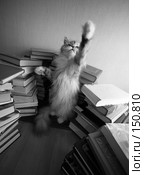 Играющий котенок. Стоковое фото, фотограф Морозова Татьяна / Фотобанк Лори