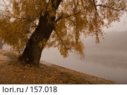 Ива. Стоковое фото, фотограф Julia Shepeleva / Фотобанк Лори