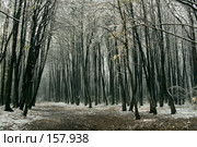 Аллея. Зимний парк. Вариант тонирования. Стоковое фото, фотограф Julia Shepeleva / Фотобанк Лори