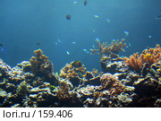 Подводный мир. Стоковое фото, фотограф Карасева Екатерина Олеговна / Фотобанк Лори