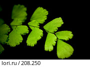 Листья адиантума. Стоковое фото, фотограф Александр Федосов / Фотобанк Лори