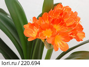 Оранжевая кливия. Clivia miniata. Стоковое фото, фотограф Александр Катайцев / Фотобанк Лори