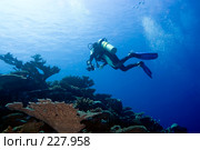 Подводный фотограф. Стоковое фото, фотограф Ольга Хорошунова / Фотобанк Лори
