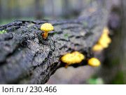 Отшельник. Стоковое фото, фотограф Алексей Тишкин / Фотобанк Лори