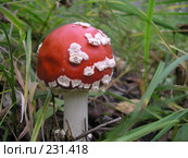 Мухомор красный. amanita muscaria. Стоковое фото, фотограф Дудакова / Фотобанк Лори
