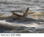 Чайка летит на фоне морской волны. Черное море, Абхазия. Стоковое фото, фотограф Виктор Филиппович Погонцев / Фотобанк Лори