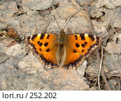 Бабочка крапивница (Aglais urticae) Стоковое фото, фотограф Ivan Markeev / Фотобанк Лори