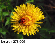 Божья коровка на одуванчике (Taraxacum) Стоковое фото, фотограф Алёшина Оксана / Фотобанк Лори