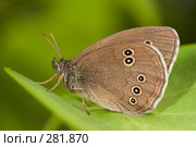 Бабочка глазок цветочный (Aphantopus hyperantus) Стоковое фото, фотограф Игорь Семенов / Фотобанк Лори