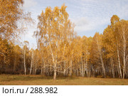 Золотая осень в Сибири. Стоковое фото, фотограф Селигеев Андрей Иванович / Фотобанк Лори