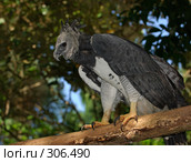 Орел Aguila Harpia. Стоковое фото, фотограф tyuru / Фотобанк Лори