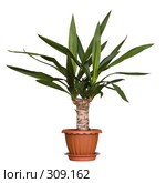 Юкка (Yucca) Стоковое фото, фотограф Артем Ефимов / Фотобанк Лори