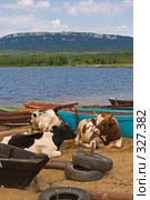 Коровы на отдыхе (2007 год). Редакционное фото, фотограф Юлия Бочкарева / Фотобанк Лори