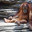 Орангутан Orangutan. Стоковое фото, фотограф Ирина Иглина / Фотобанк Лори