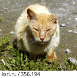 Покалеченное ухо. Стоковое фото, фотограф Дмитрий Лемешко / Фотобанк Лори
