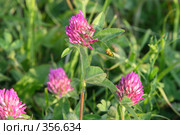 Клевер луговой (красный). Trifolium pratense. Божьи коровки на цветах. Лето на Алтае. Стоковое фото, фотограф Григорий Писоцкий / Фотобанк Лори