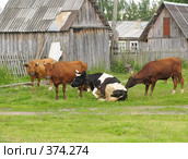 Коровы и быки в карельской деревне. Стоковое фото, фотограф Т. З. / Фотобанк Лори