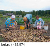 Сортировка картофеля. Русские национальные забавы. Стоковое фото, фотограф Ирина Солошенко / Фотобанк Лори
