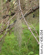 Лишайник уснея густобородая — Usnea dasypoga. Стоковое фото, фотограф Заноза-Ру / Фотобанк Лори
