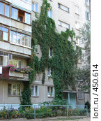 Стена панельного дома, увитая плющом. Стоковое фото, фотограф Ольга Романенко / Фотобанк Лори