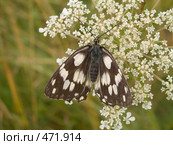 Пестроглазка Галатея (Melanargia galathea L.) Стоковое фото, фотограф Вячеслав Потапов / Фотобанк Лори