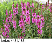 Дербенник ивоподобный (плакун) — Lythrum salicaria. Стоковое фото, фотограф Заноза-Ру / Фотобанк Лори