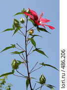 Цветок гибискуса (Hibiscus coccineus, mallow Family)  на фоне голубого неба. Стоковое фото, фотограф A Челмодеев / Фотобанк Лори