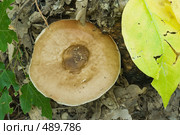 Олений гриб. Плютей олений. Pluteus cervinus (Er.) Kumm. Стоковое фото, фотограф Федор Королевский / Фотобанк Лори